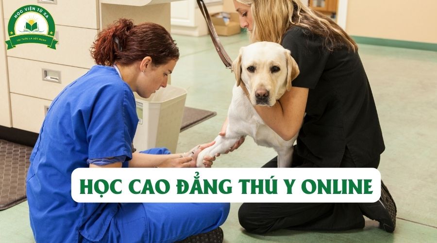 Học Cao đẳng Thú y online