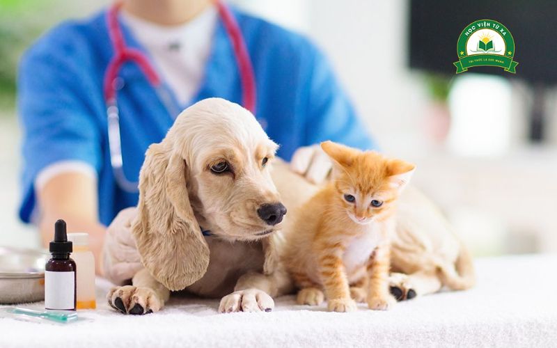 Học Trung cấp Thú Y ra trường làm gì?