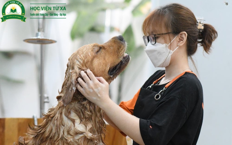 Cơ hội việc làm sau khi Liên thông Cao đẳng Thú y tại Trường Cao Đẳng Y Dược Từ Xa