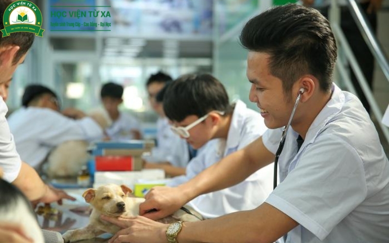 Liên thông Cao đẳng Thú y là gì?
