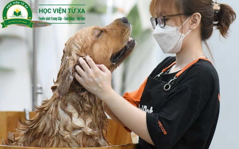 Chương trình Trung cấp nghề Thú Y của trường Cao đẳng Y Dược từ xa