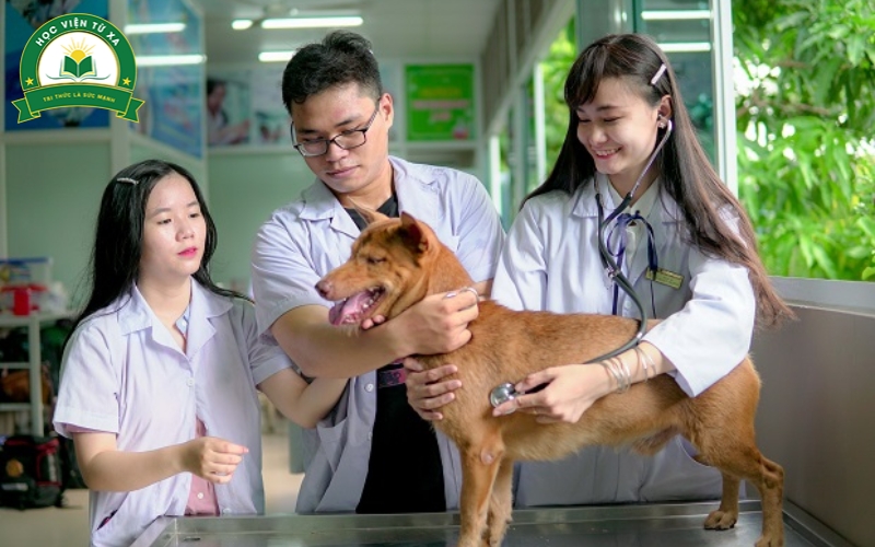 Cơ hội việc làm khi hoàn thành chương trình Trung cấp nghề Thú Y 