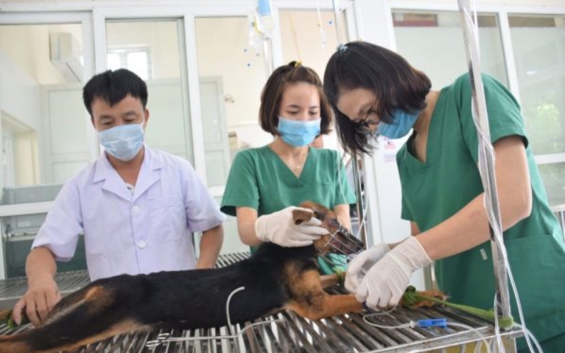 Giá trị bằng nhận được sau khi học Trung cấp Thú y Trực tuyến