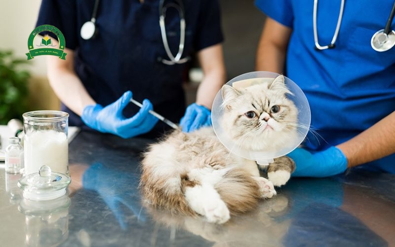 Thông tin tuyển sinh Trung cấp thú Y vừa học vừa làm 