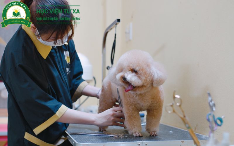 Giới thiệu về khóa học Trung cấp Thú y Cấp tốc