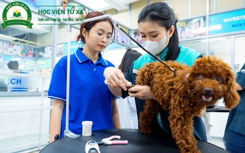 Vì sao người đi làm chọn học Trung cấp Thú y Cấp tốc?