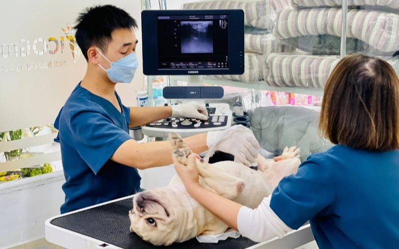 Thông tin tuyển sinh Trung cấp Thú y Từ xa