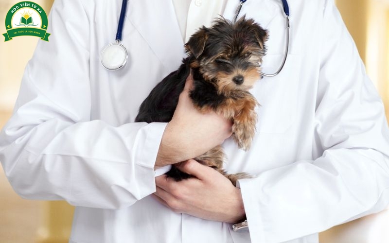 Học liên thông Trung cấp lên Cao đẳng Thú y mang lại giá trị gì?