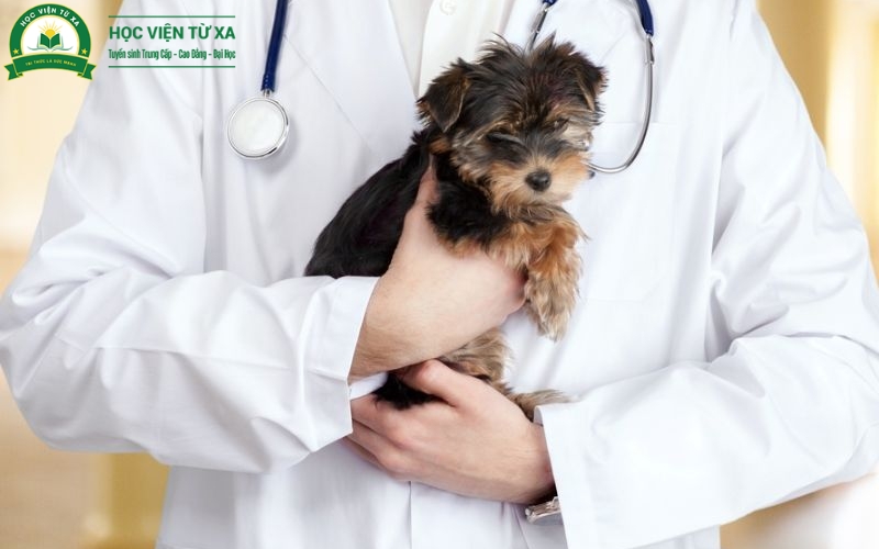 Đào tạo liên thông ngành Bác sĩ Thú y học bao lâu thì xong?