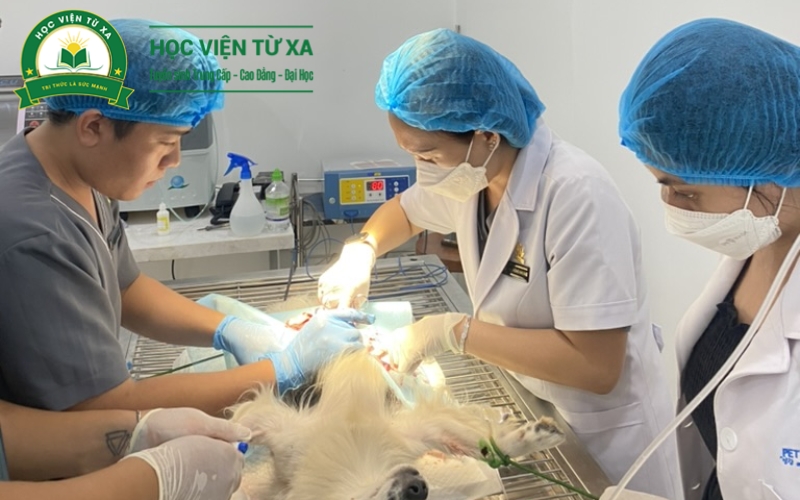 Học trực tuyến Trung cấp Thú y có cần đến trường thường xuyên không?