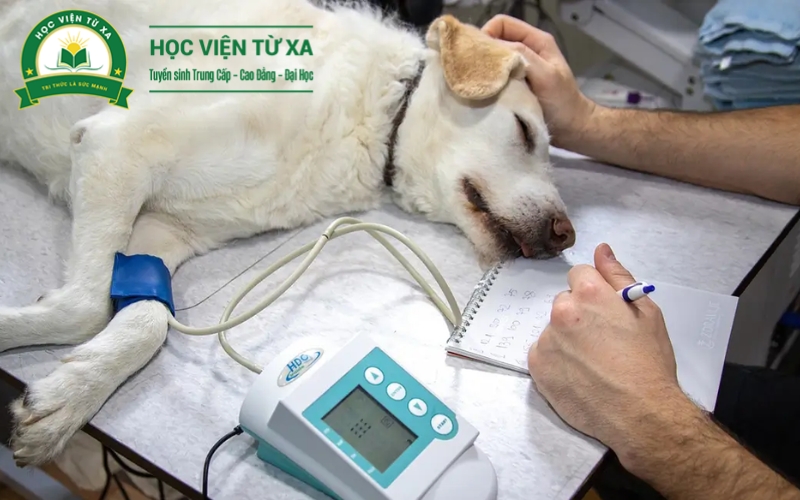 Người chưa có kiến thức về thú y có học được không?