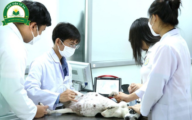 Học từ xa Trung cấp Thú y có bị học lý thuyết suông không?
