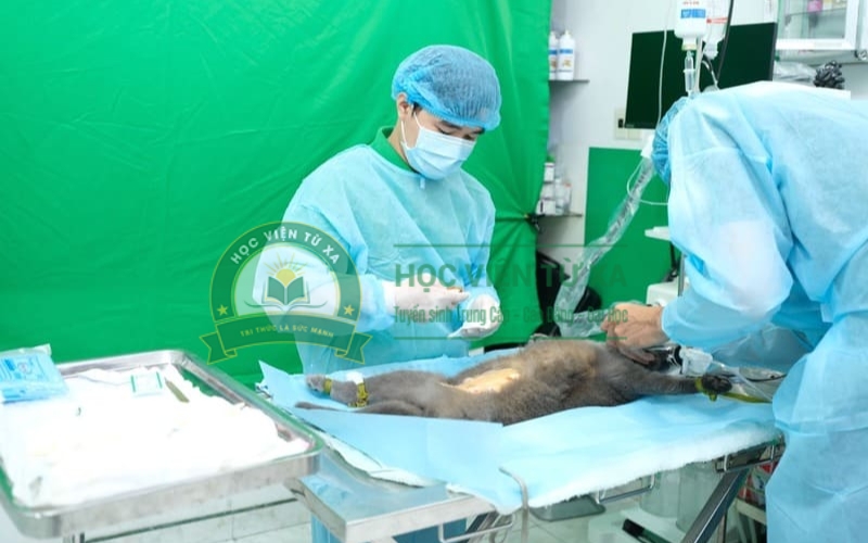 Học phí Văn bằng 2 ngành Thú y hệ Từ xa khoảng bao nhiêu?