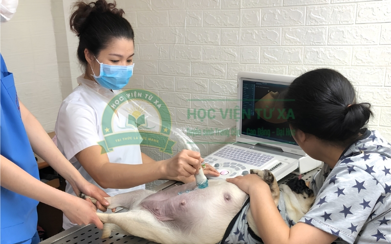 Học Trung cấp Thú y xong có mở phòng khám được không?