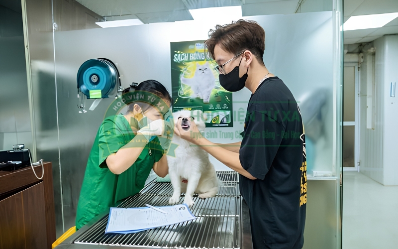 Khóa học Trung cấp Thú y tại Cao đẳng Y dược từ xa
