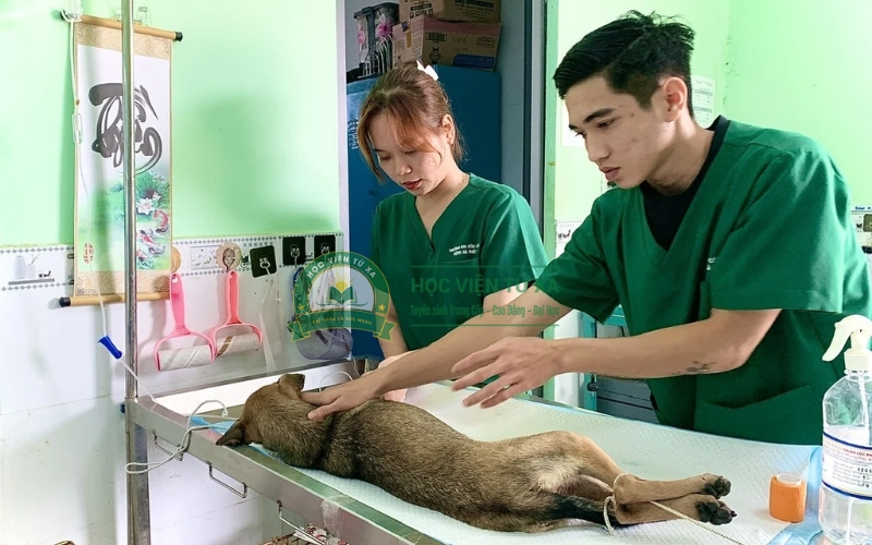 Trường nào có lớp học văn bằng 2 ngành Thú y ở TPHCM tốt nhất?